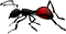 Ant